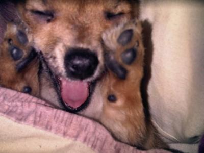 Deena the Chihuahua yawning