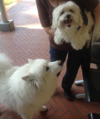 at the vet, teasing other dogs