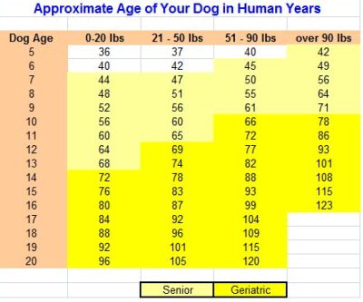 Dog Years Compared To Human Years Chart