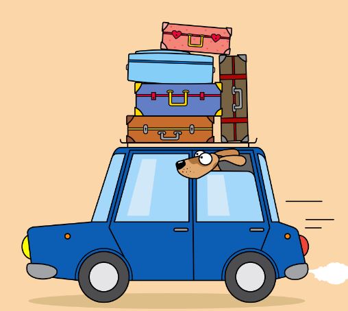 dog car travel