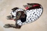 dog in dalmation costume