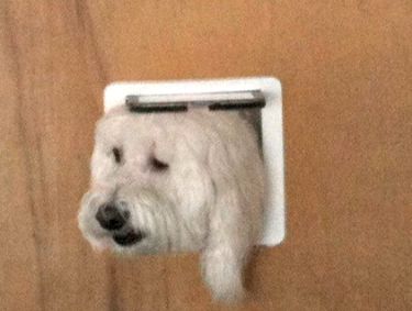 doggy door