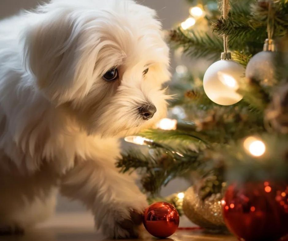 Coton de Tulear playing with ornaments on Christmas tree