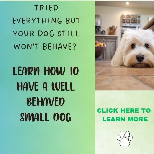 small dog behavior training