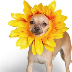 flower dog costume