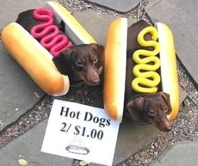 funny hot dog costume