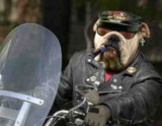 dog in funny motorcycle costume