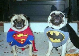 super hero dog costumes