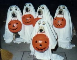 funny halloween dog costume