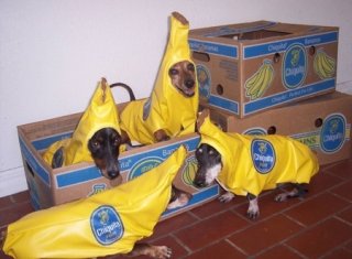 dog in banana costume