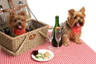 dogs on a picnic