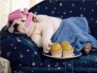 funny dog with curlers