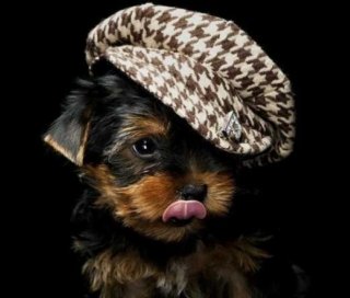 funny cute little dog