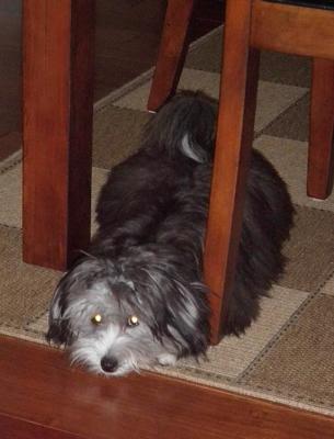 Annie patiently waiting for trick or treaters