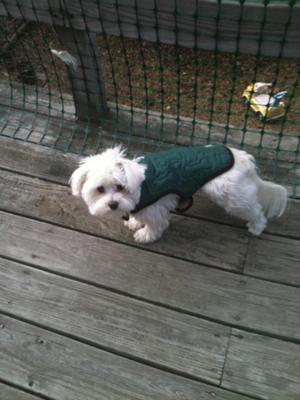 Grandma got Spanky a new coat for his Birthday!