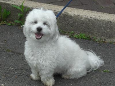 happy Tuffy Coton 