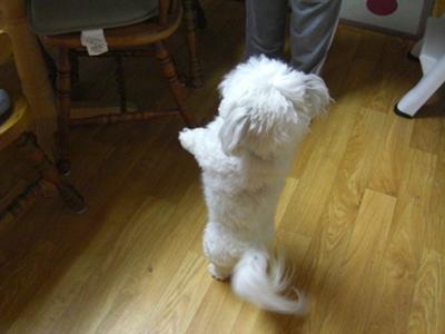 Tuffy begs Auntie Dawn for cake