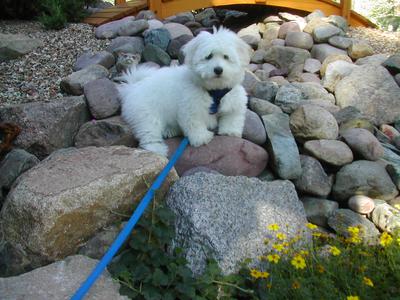 coton de tulear potty training