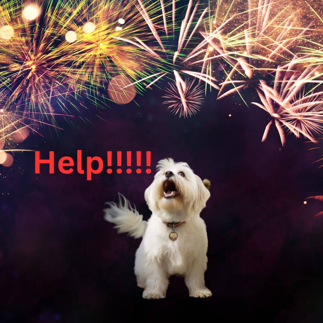 Coton de Tulear anxious about fireworks