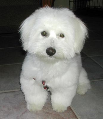 coton de tulear potty training