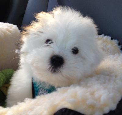 Huckleberry enjoying his car seat!