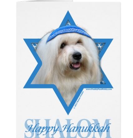Coton de Tulear Hanukkah card