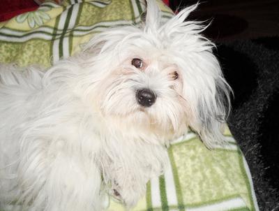 nøgle Regnfuld gravid I can't decide whether my dog is a coton de tulear or a havanese
