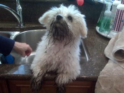 Wilson gets another bath