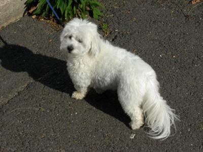 Tuffy gets groomed by Mom 