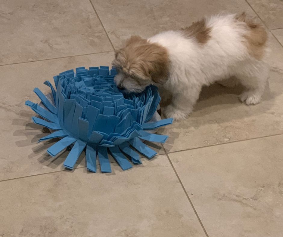 Coton de Tulear puppy with snuffle mat