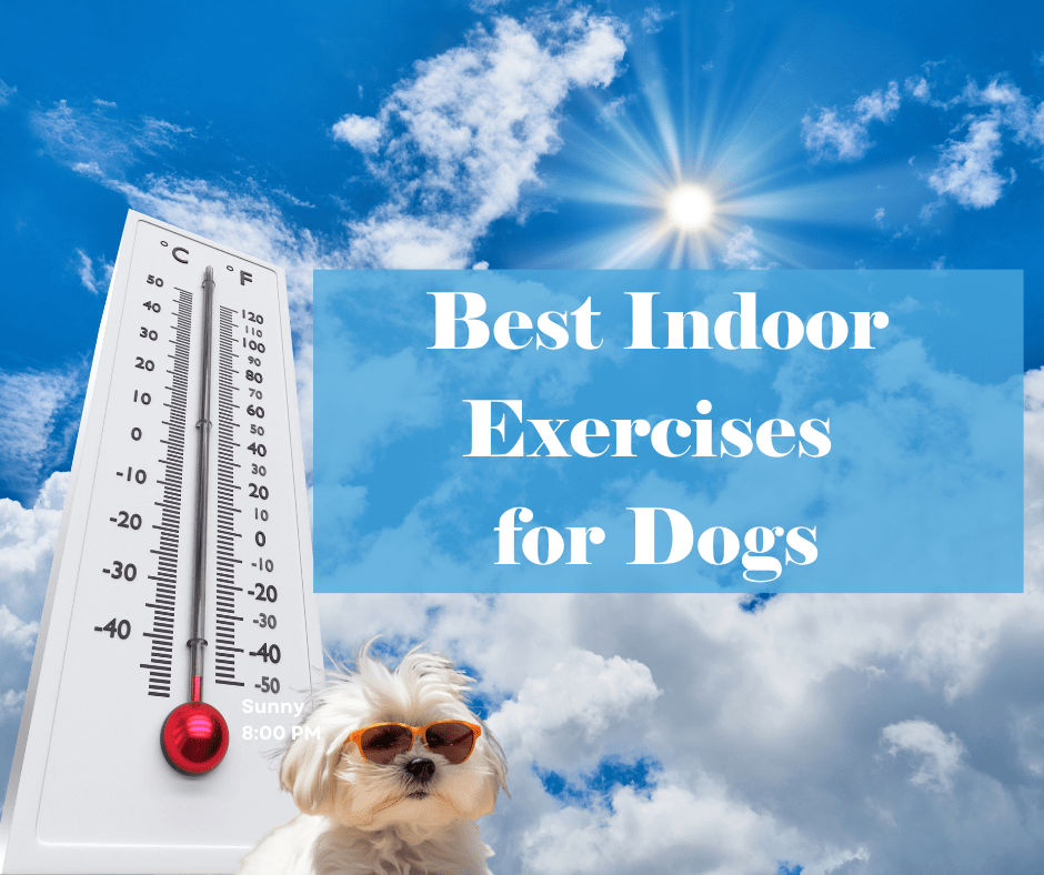 Discover the best indoor exercises for dogs who need physical and mental stimulation when they cannot go outside due to extreme weather or health issues.