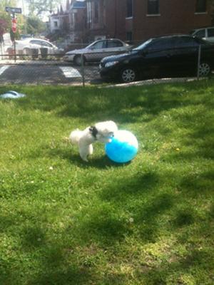 Spanky loves his new ball