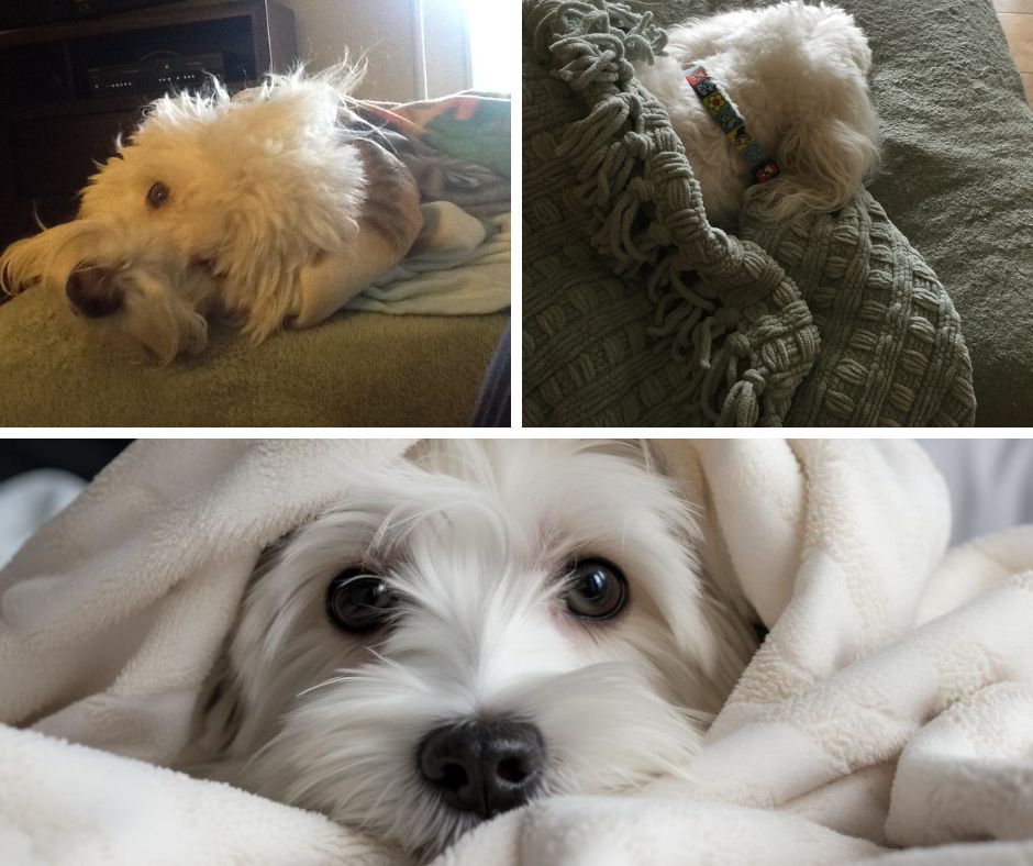 Coton de Tulear sleeping with blanket