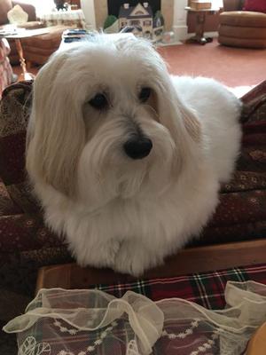 Izzie on the back of the love seat, he likes  a high perch.