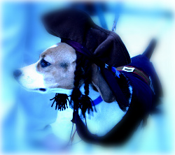 beagle dressed as pirate