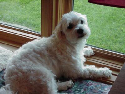 coton poodle mix dog