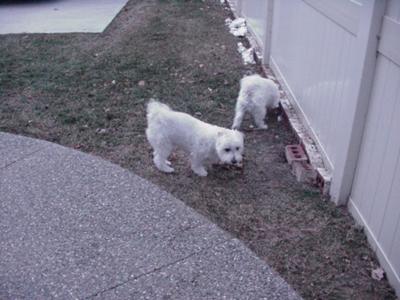 JR and LITTLE BOY in the yard