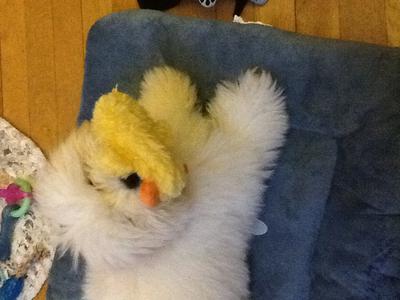 I love my ducky