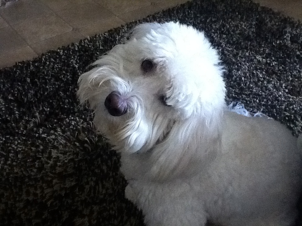 coton de tulear