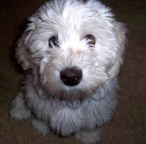 Coton de Tulear