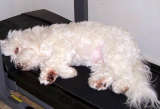 Coton de Tulear sleeping on treadmill