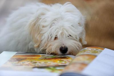 Lucy - Coton de Tulear