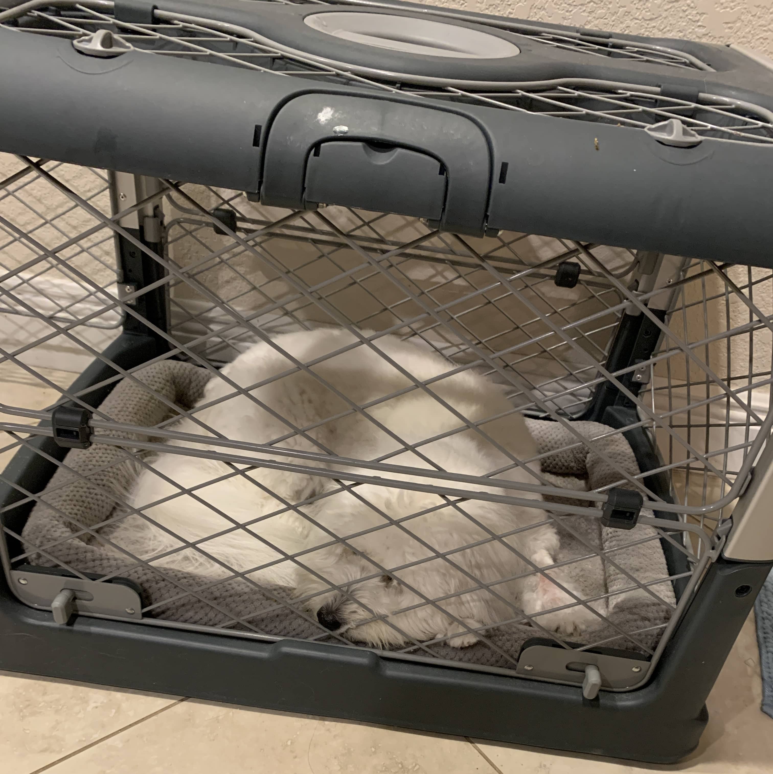 Coton de Tulear in crate