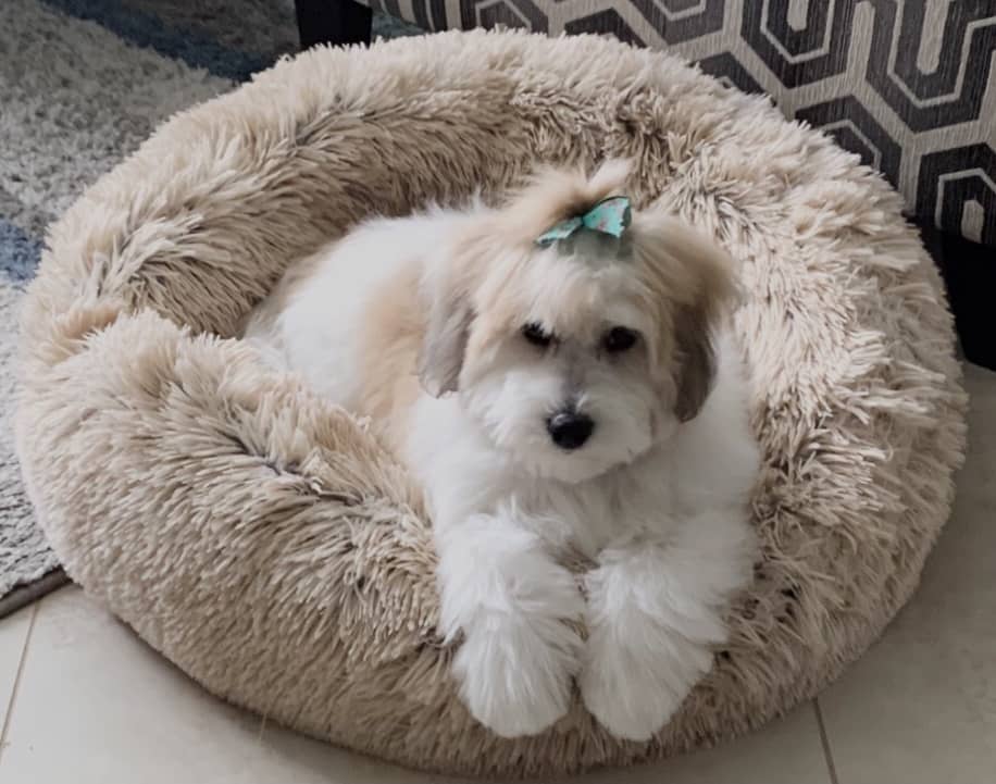 Coton de Tulear on calming donut bed