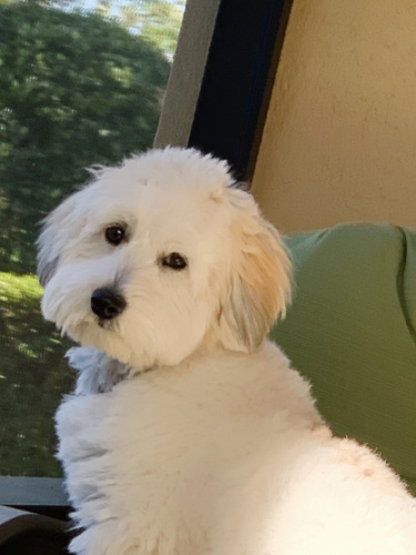 Lucy on porch