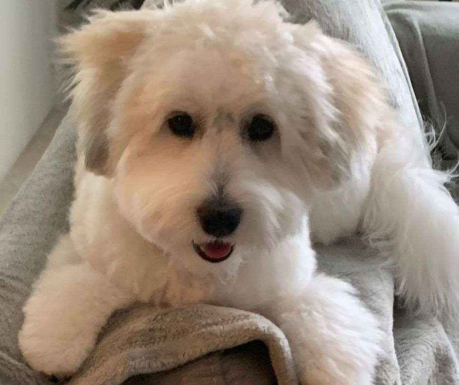 Lucy, coton de Tulear