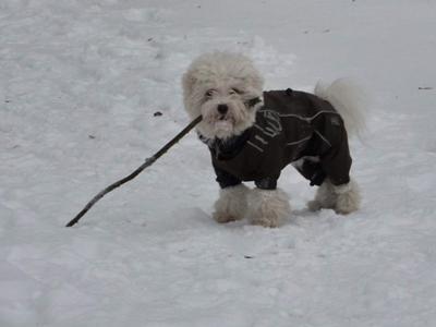 Coton de Tulear