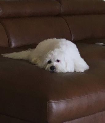 Lulu Victoria on her favorite sofa 