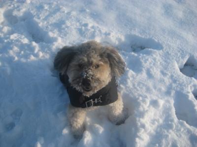 Manju enjoying 1st snow in Chicago