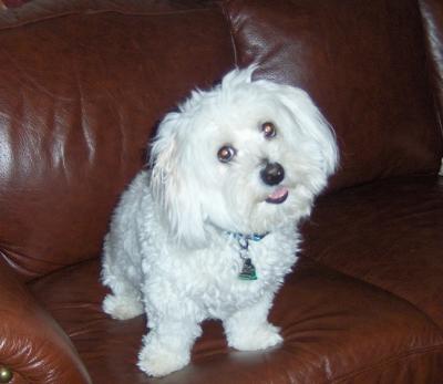 Chester on the Sofa